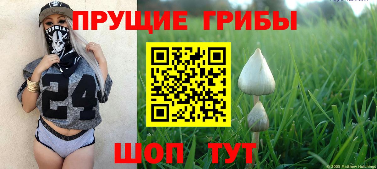 закладка  Новошахтинск  Галлюциногенные грибы прущие грибы 